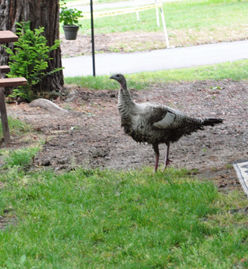 a wild turkey running around the campground